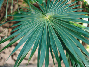 Palm Life